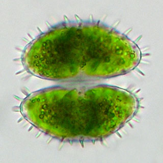 Staurastrum kouwetsii